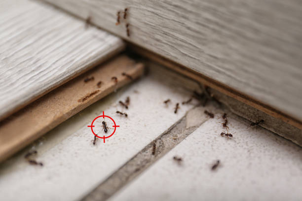 Best Affordable Exterminators  in Sammamish, WA